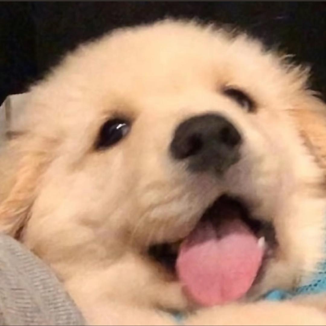 长了个霸王脑袋