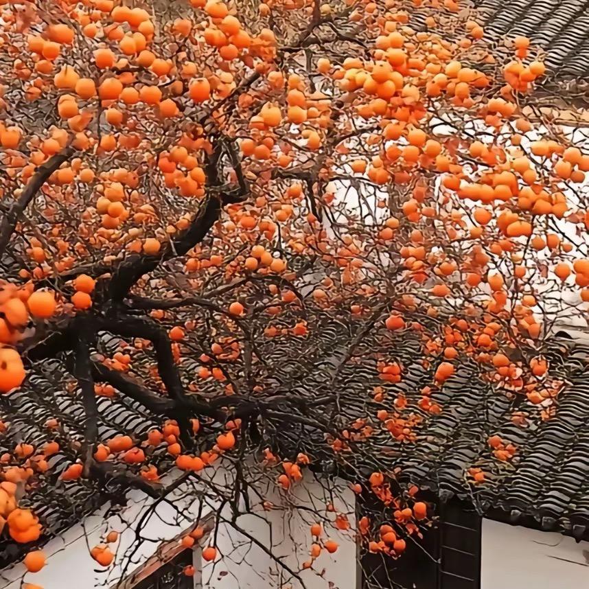 柿柿如意