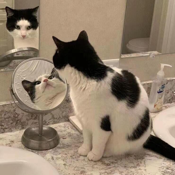 猫嚎仁坏