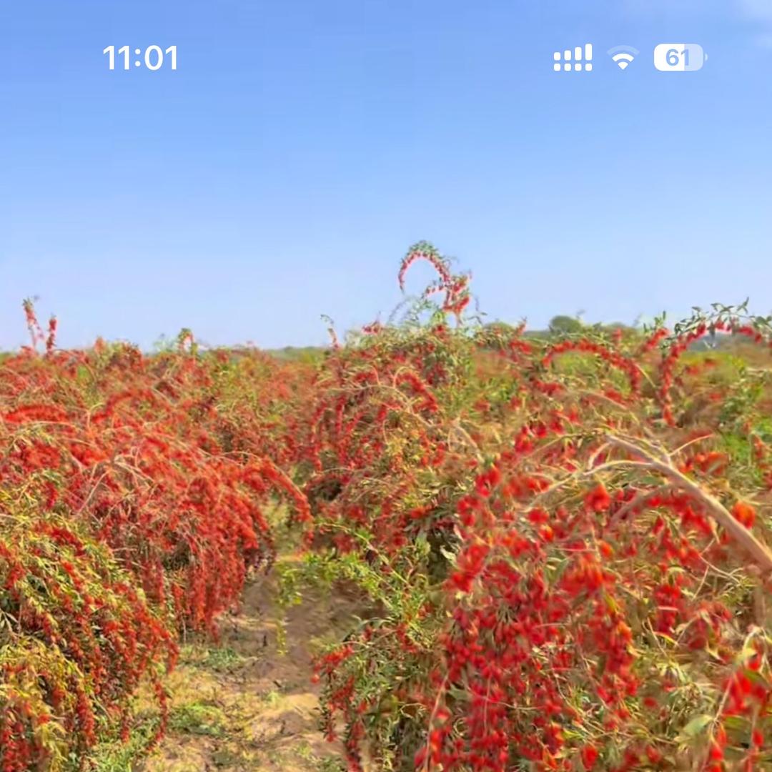 豫东乔大姐枸杞店