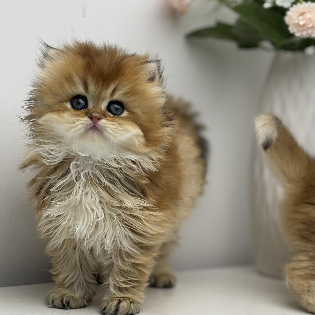 蚕豆说猫