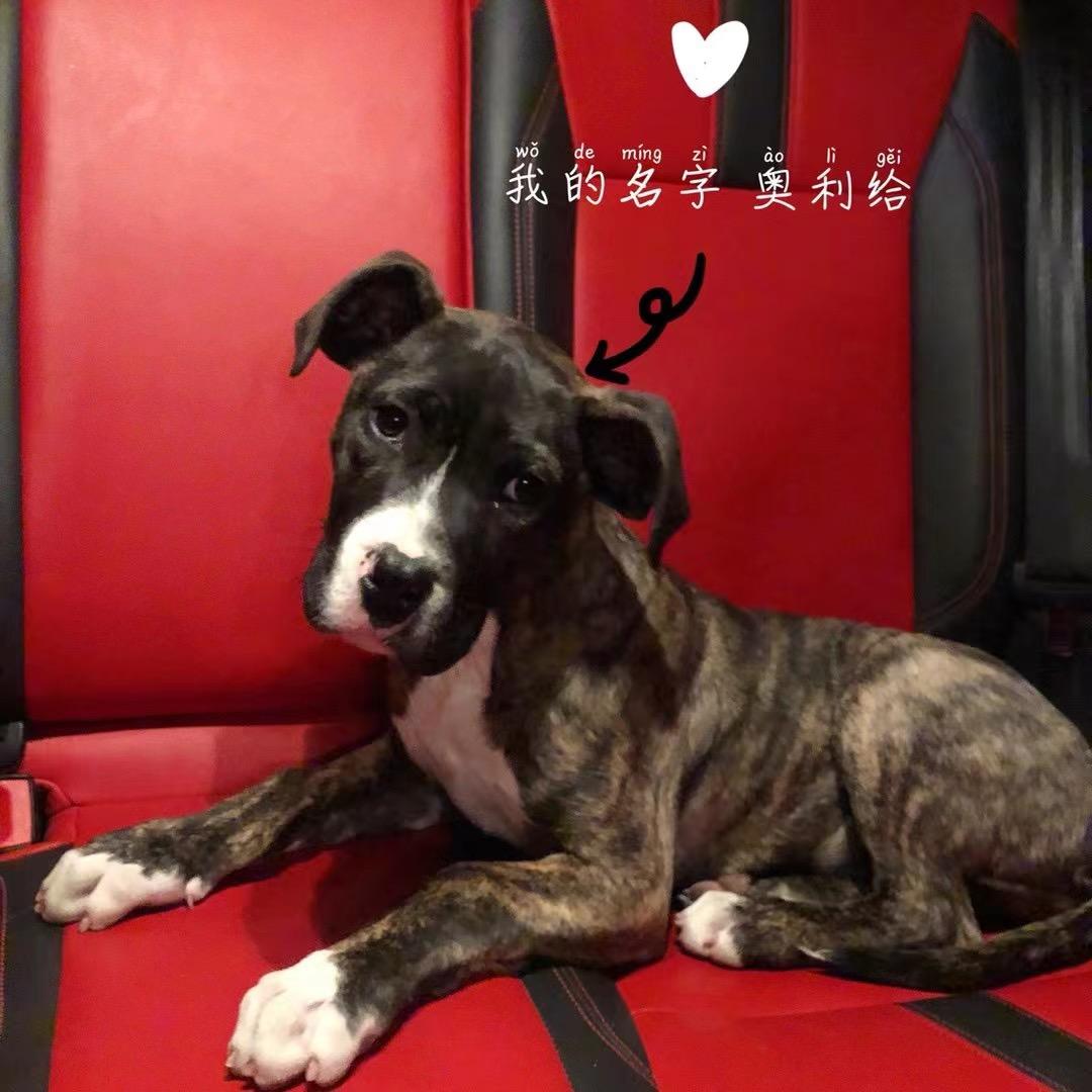 A  马哥赶集淘好🐶