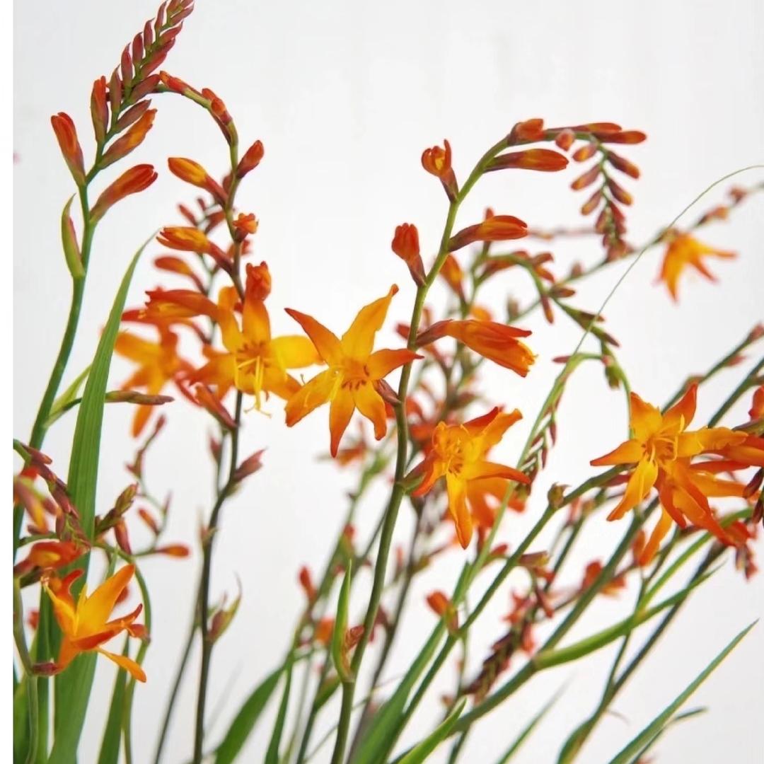 云品优鲜花卉馆