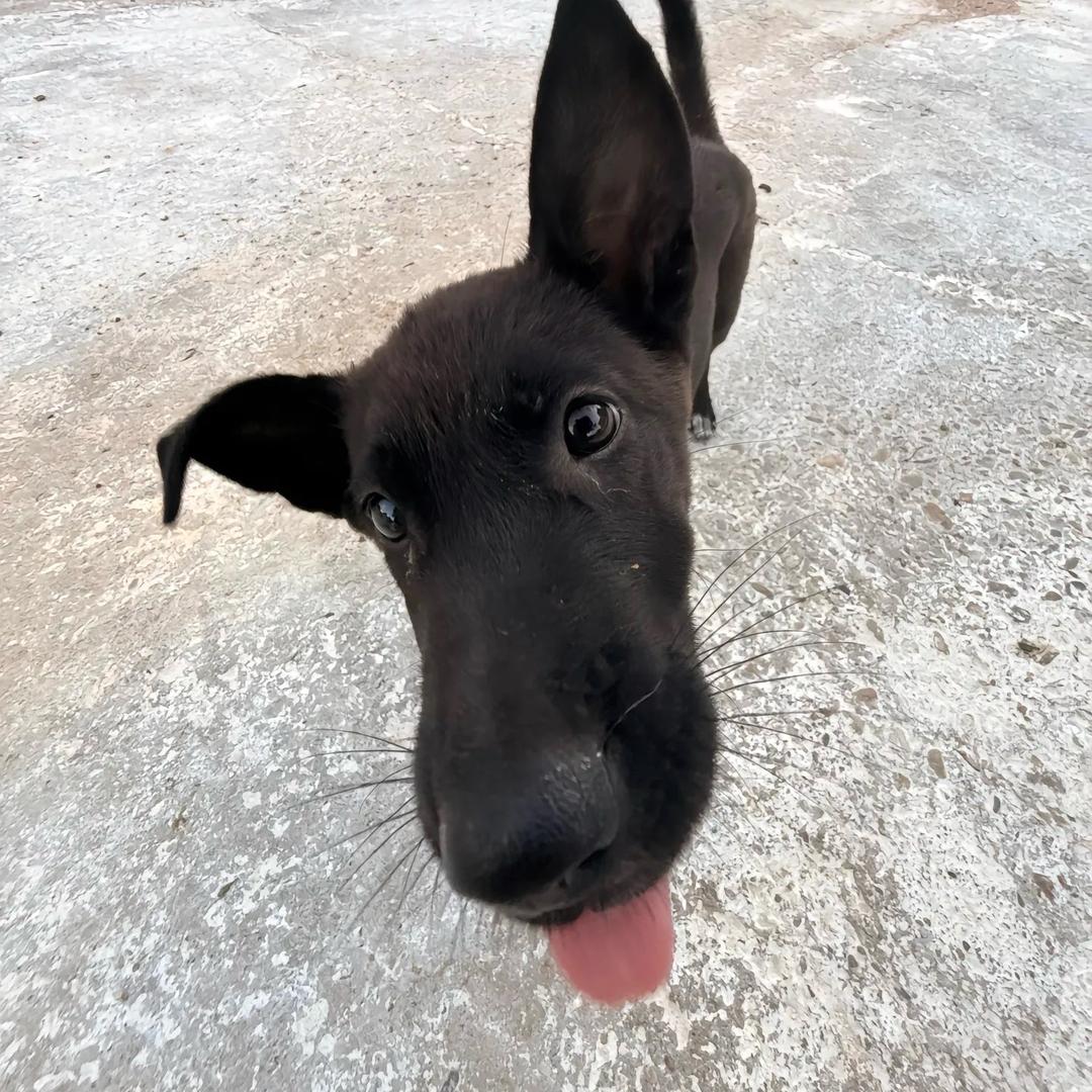 lili