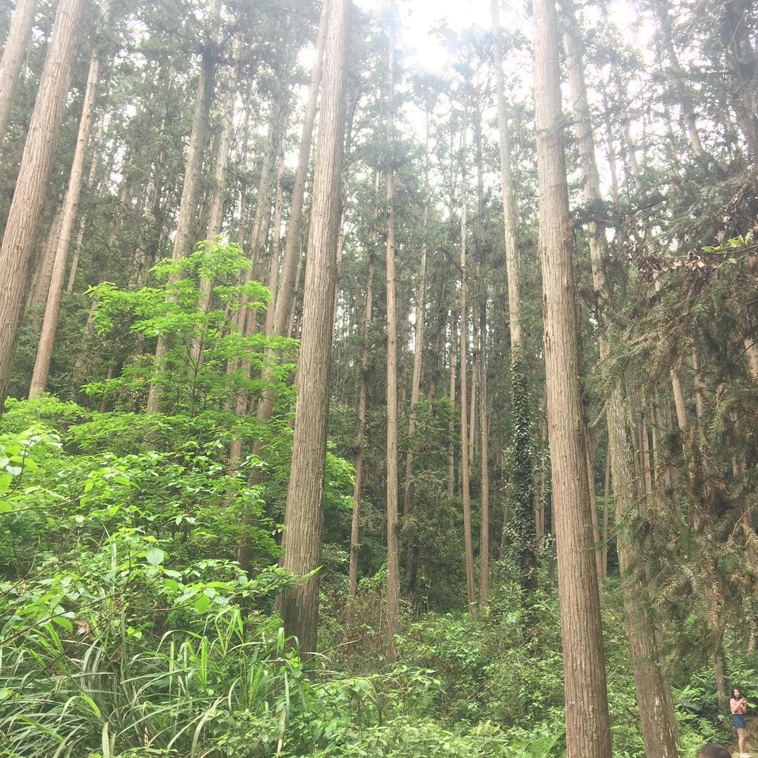 福建南平金林居得宝