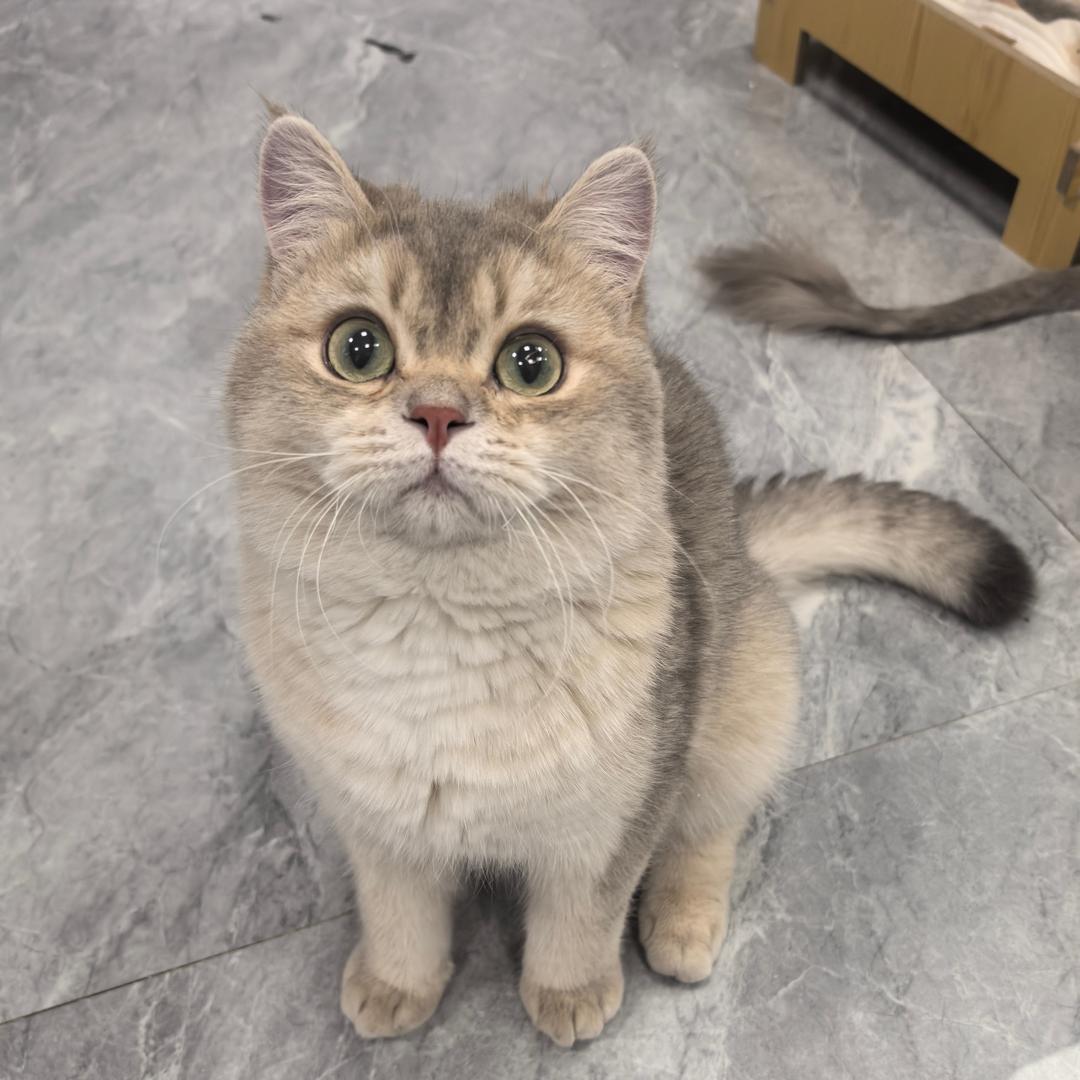 七只毛球🐾