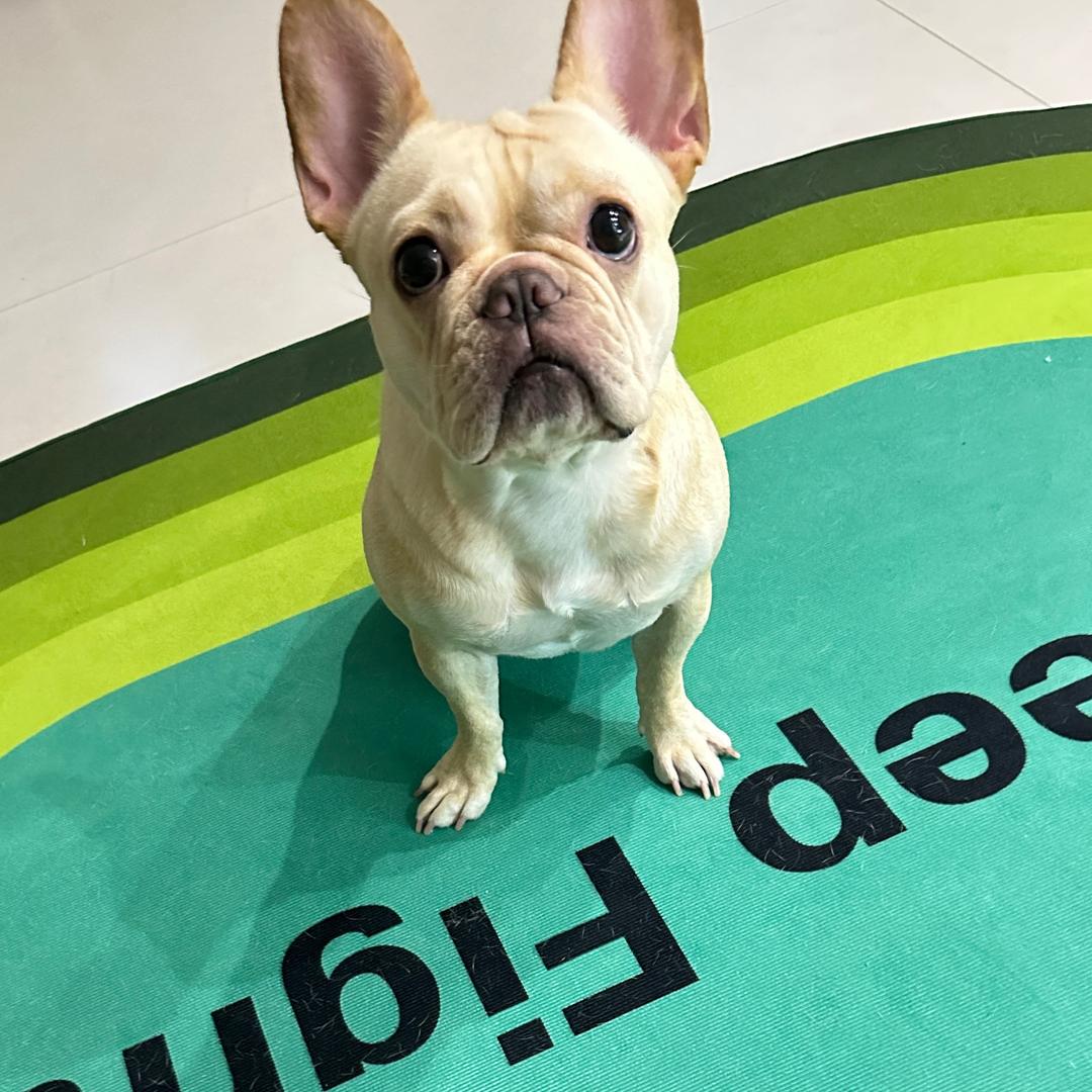 布加迪快乐生活