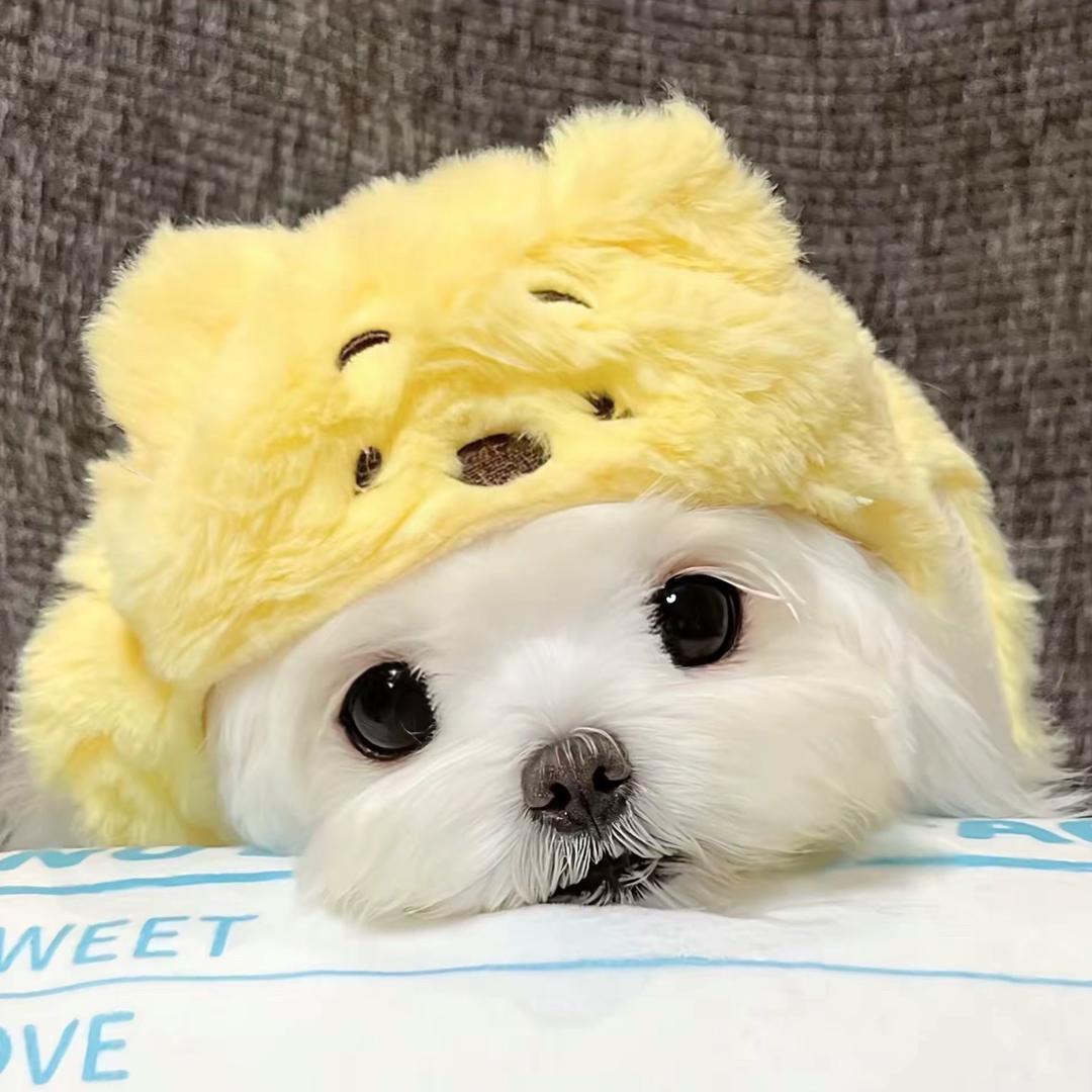晚睡小狗