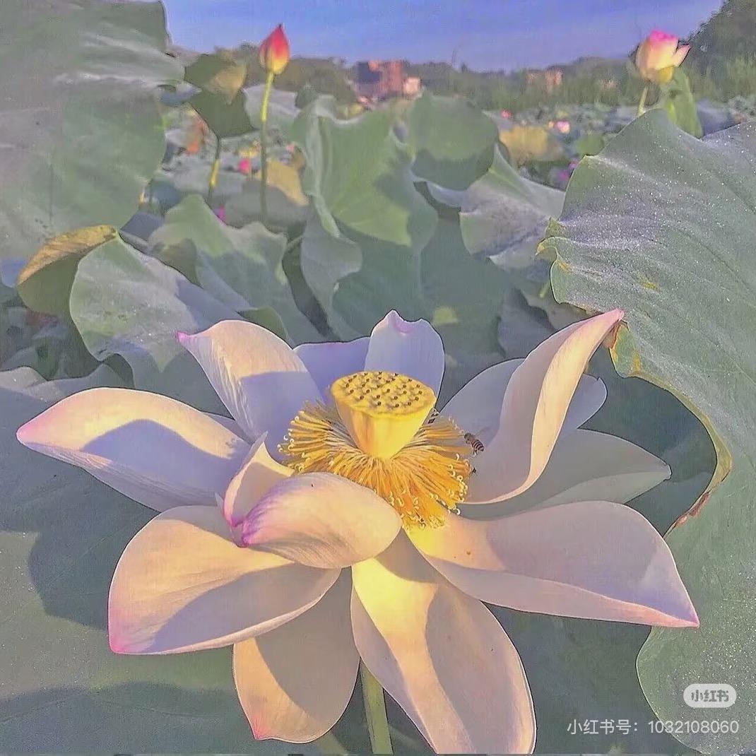 余晚居士