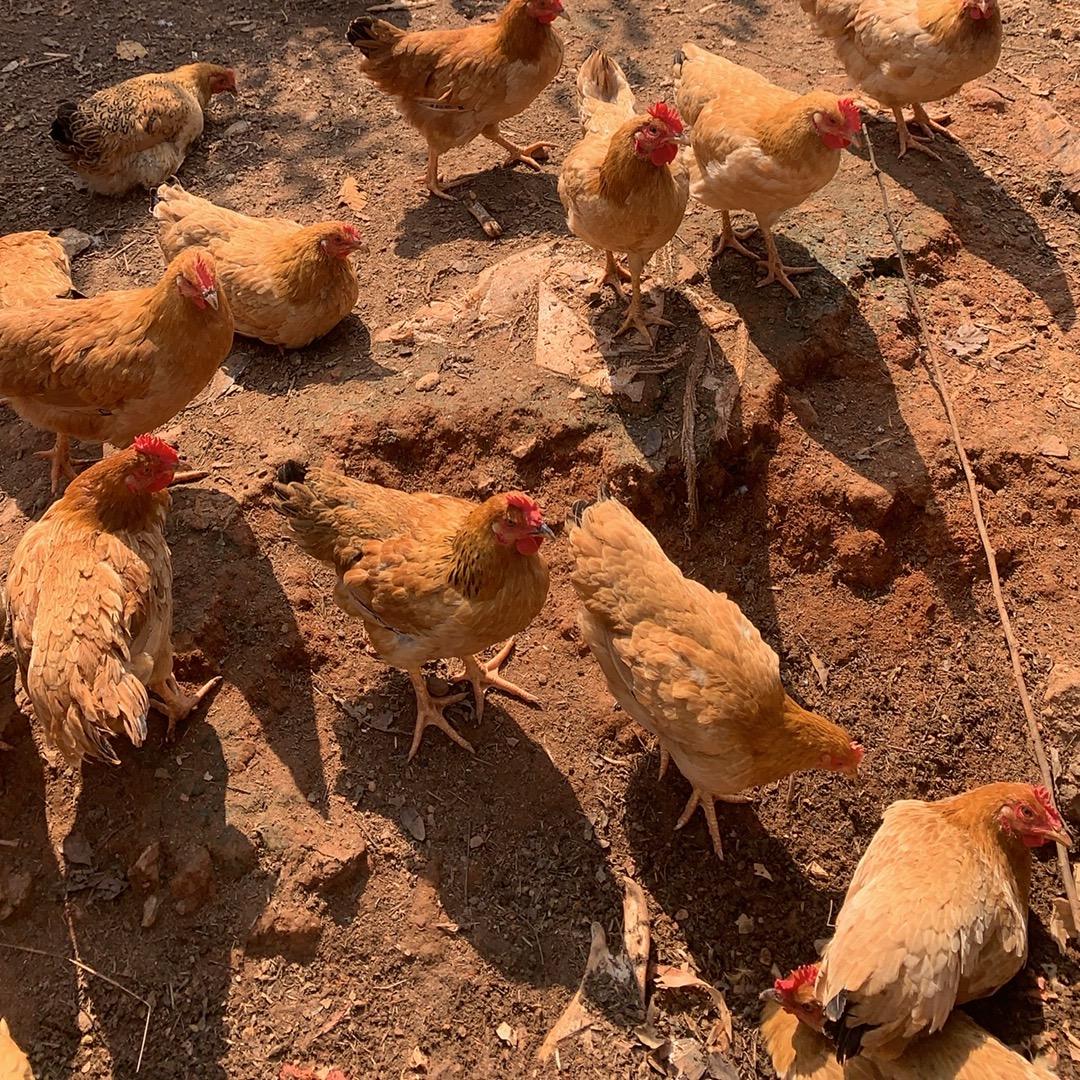 乡下养鸡养鱼种菜