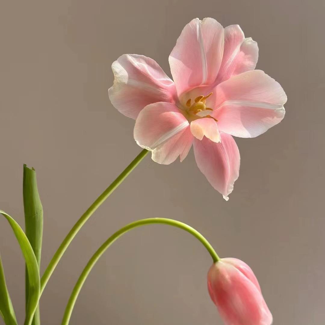 一杯美式奶茶🧋