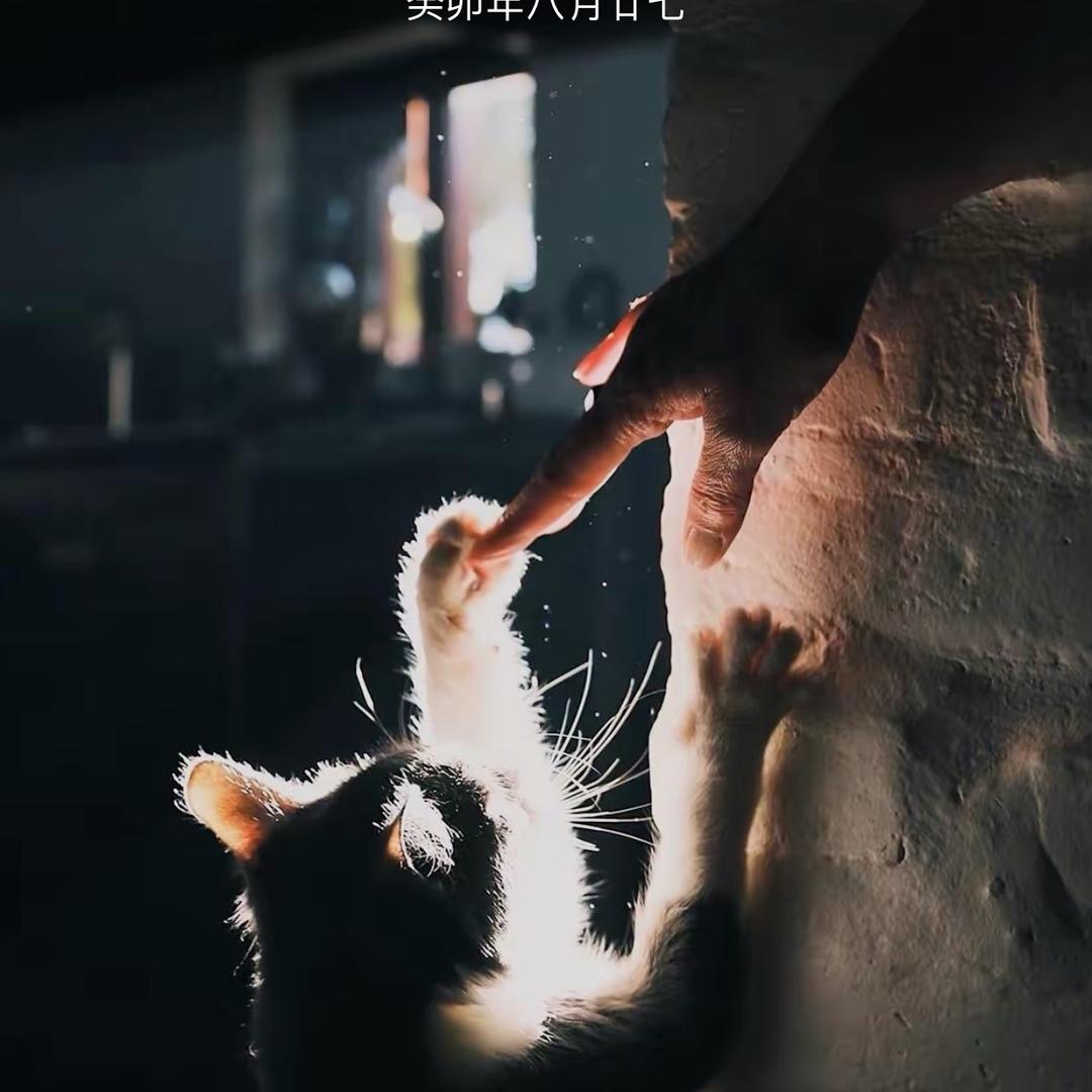 东道主魔术