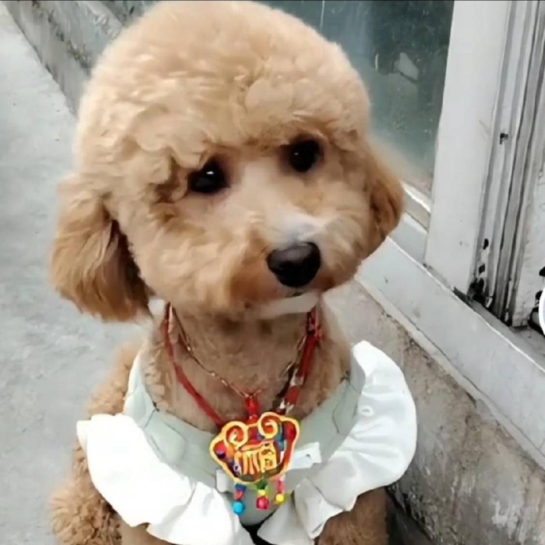 小呀小么小龙龙☀️