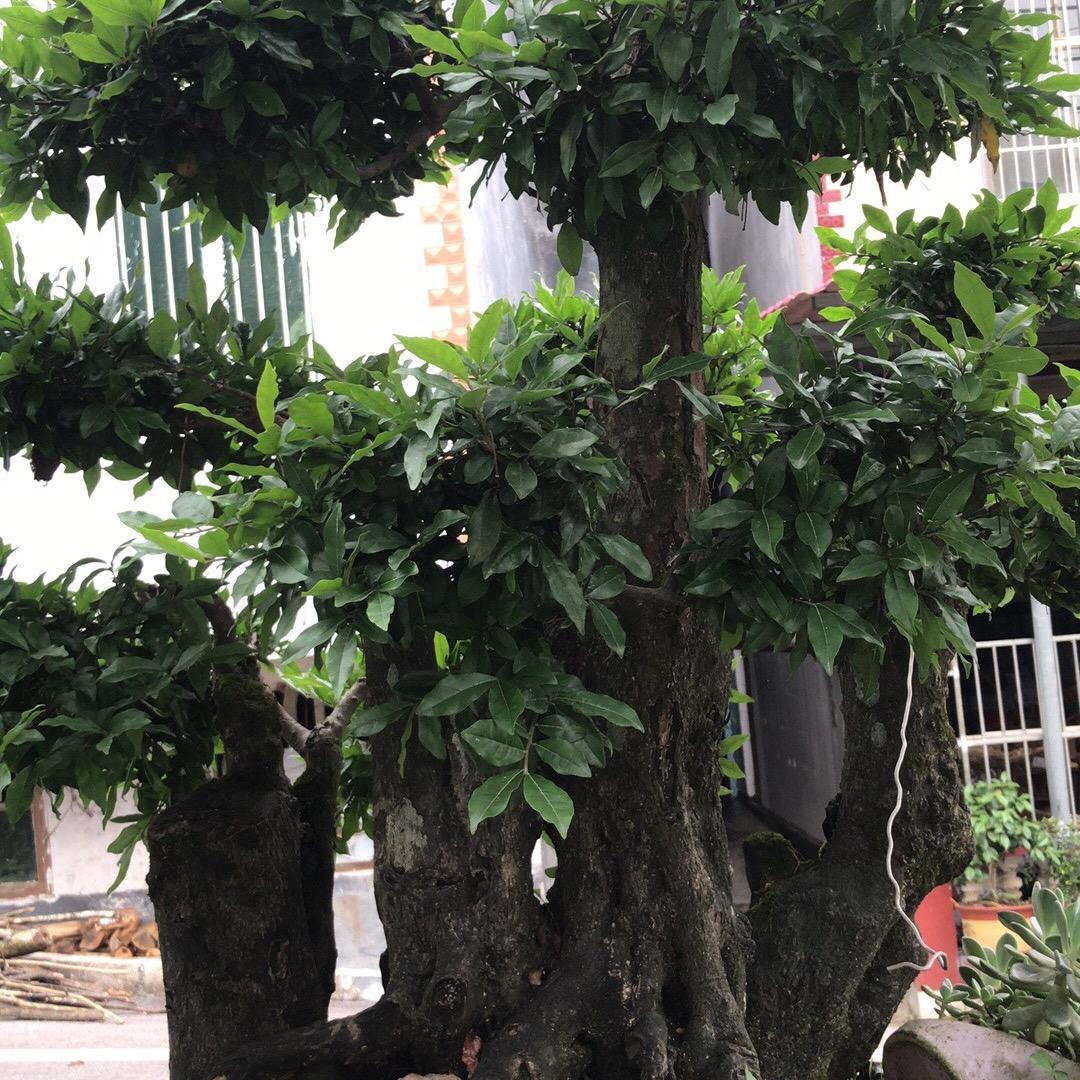 小米