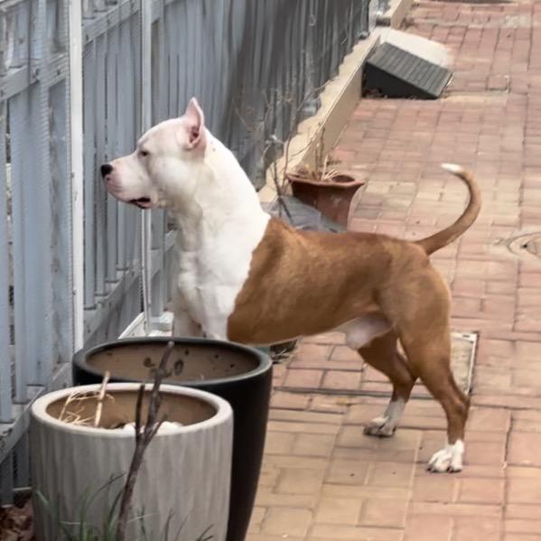 大勇的斯塔福🐶