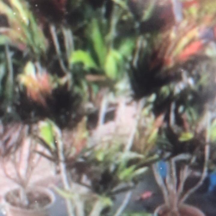 丽丽很努力