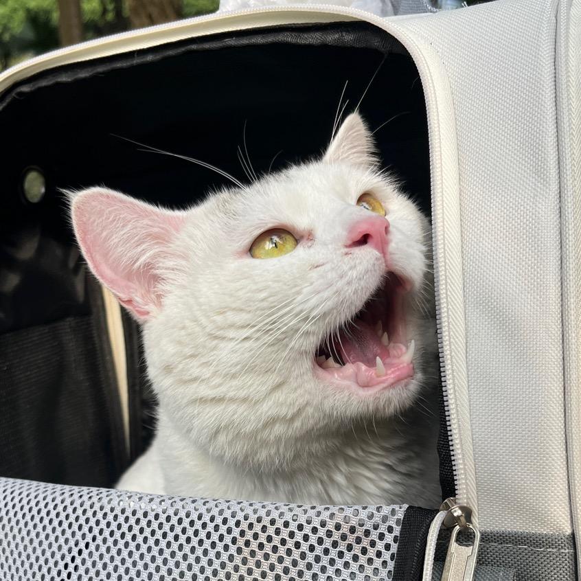 晚晚和猫🐱🐱