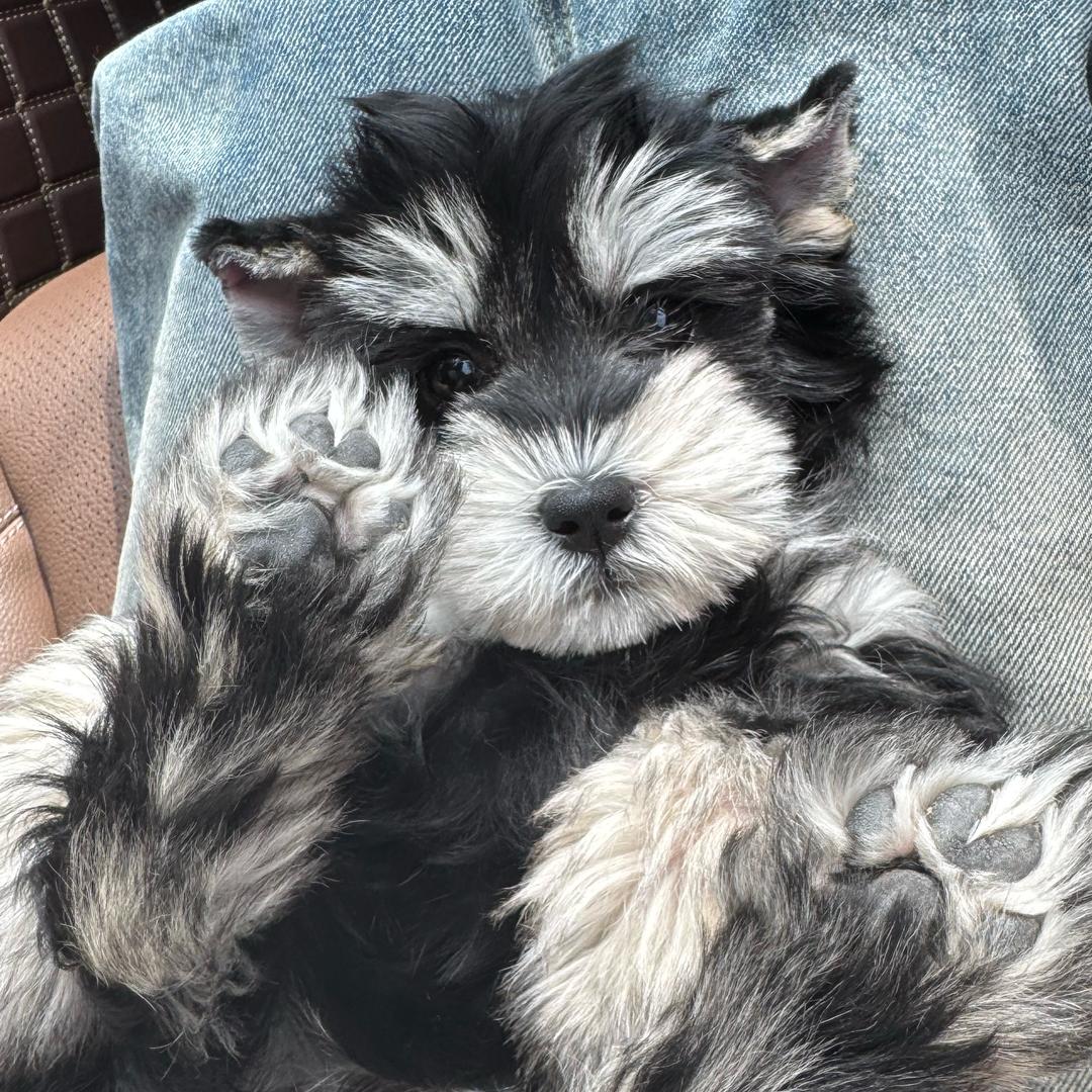 老铁是只雪纳瑞