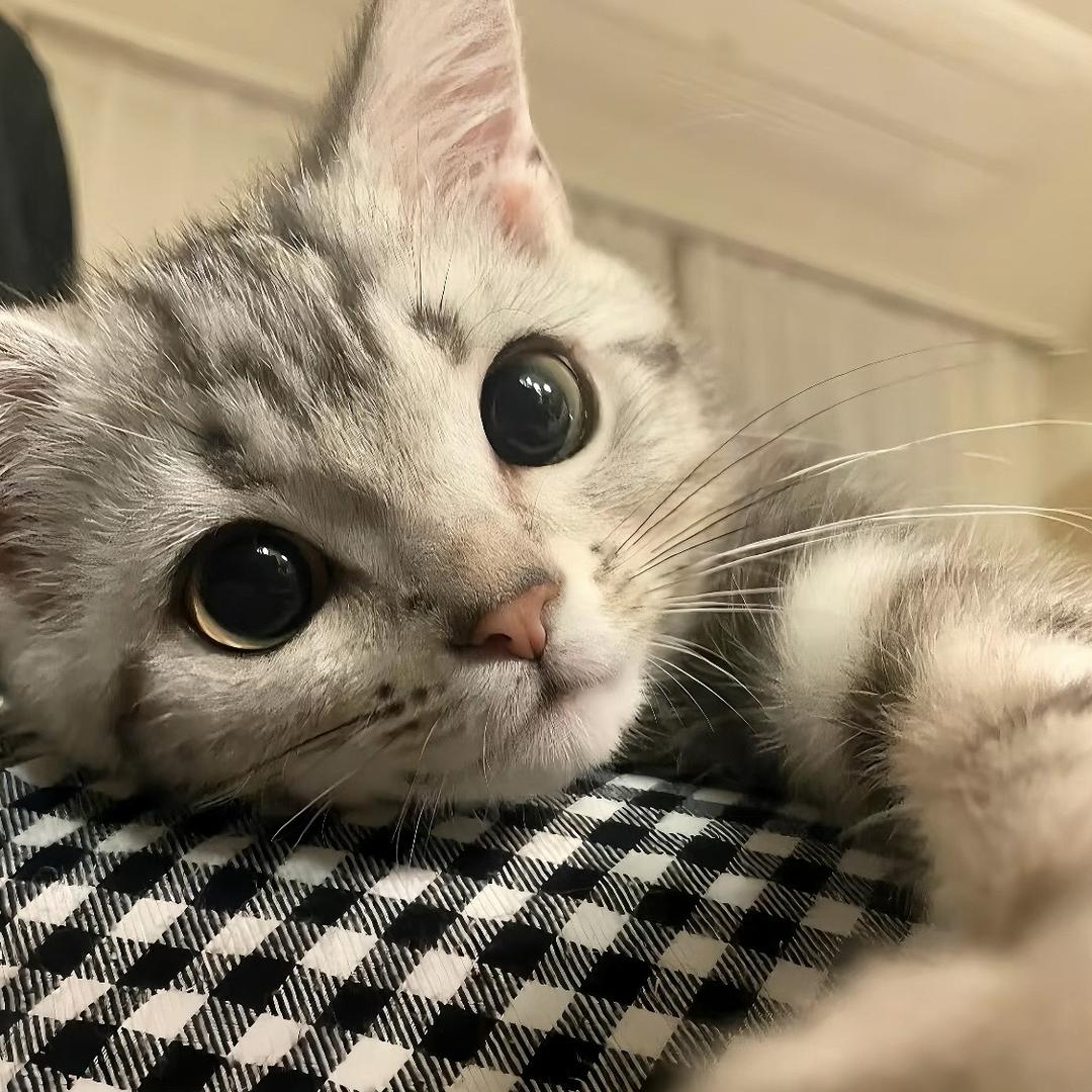 肖肖（温柔版）