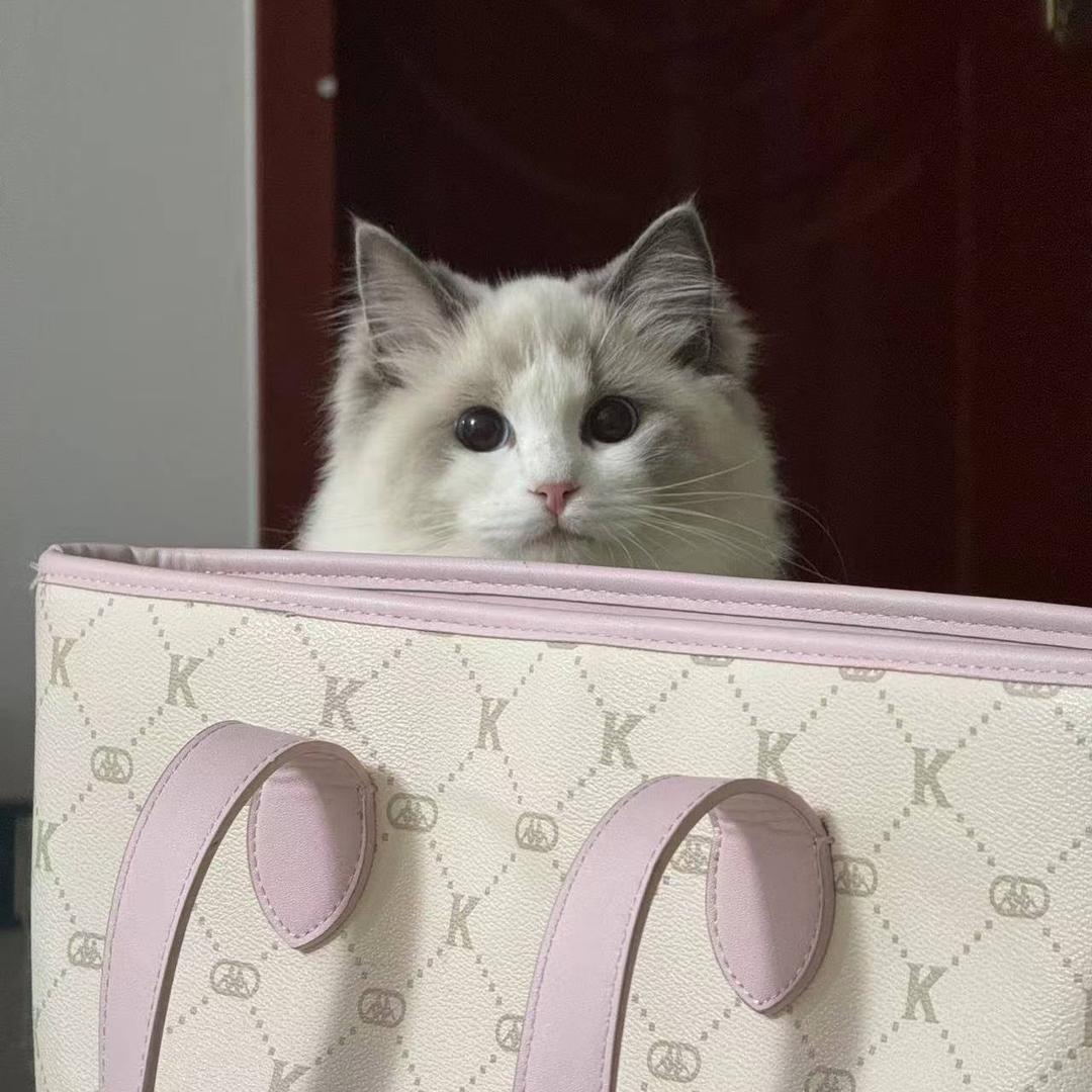 疯狂小陈-