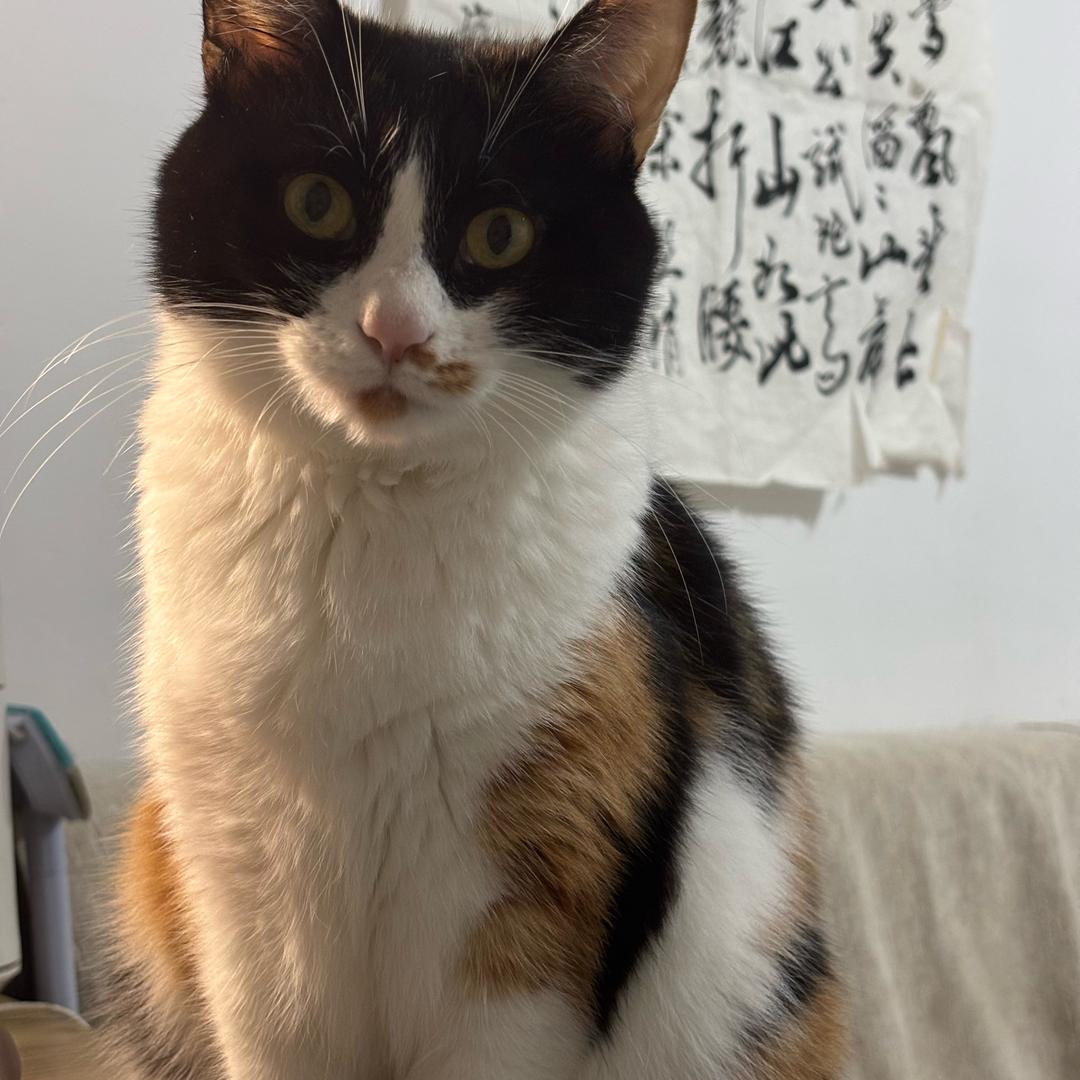 吴美丽（减肥版）