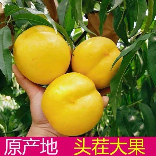 彦初生鲜