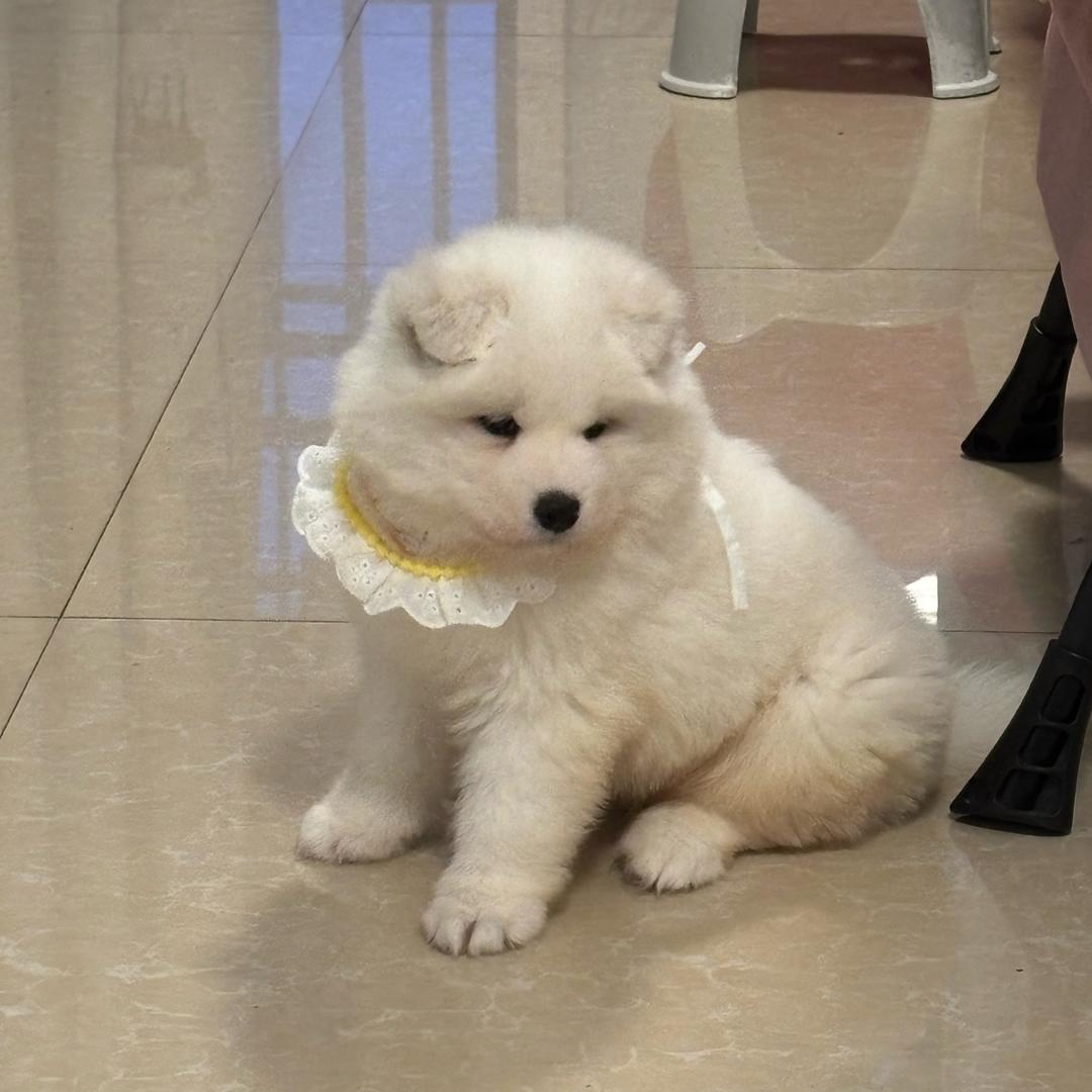 是家多宝吖