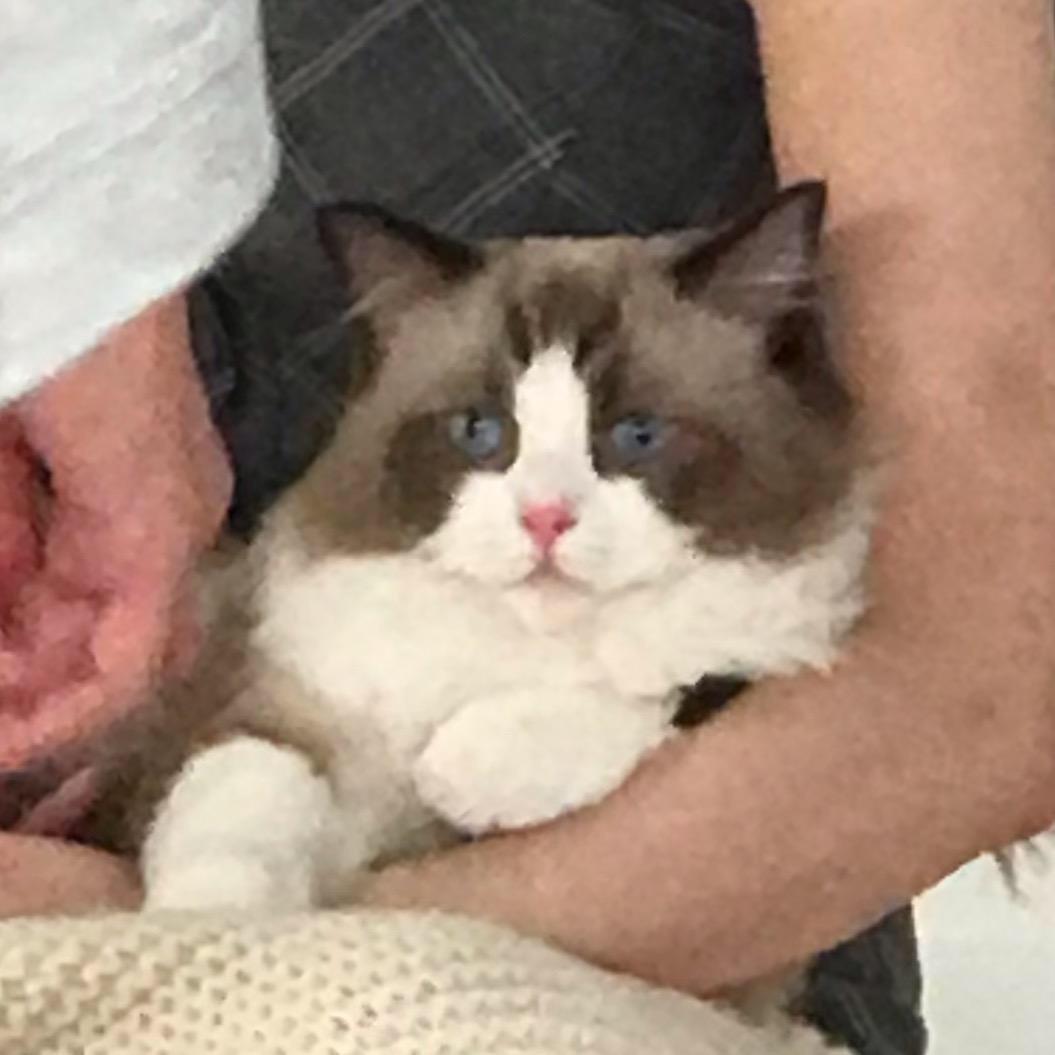 憨猫傻狗的快乐日常