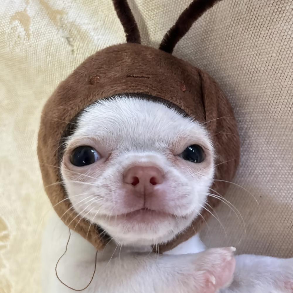 小屁可爱多