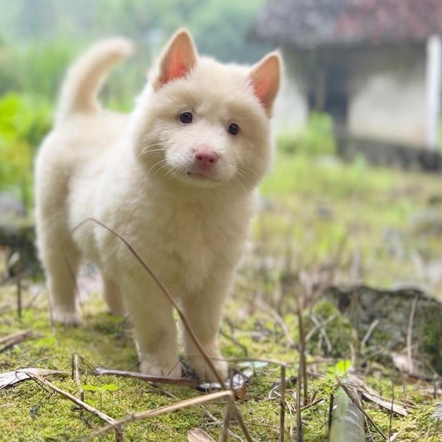 广西啊铁田园犬