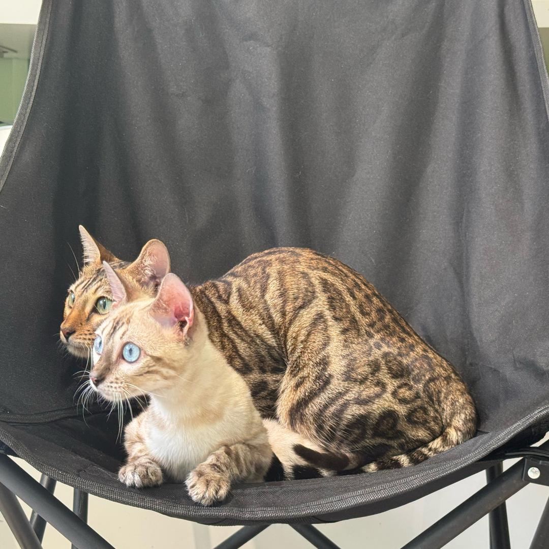 Bingo宠物&活体置换