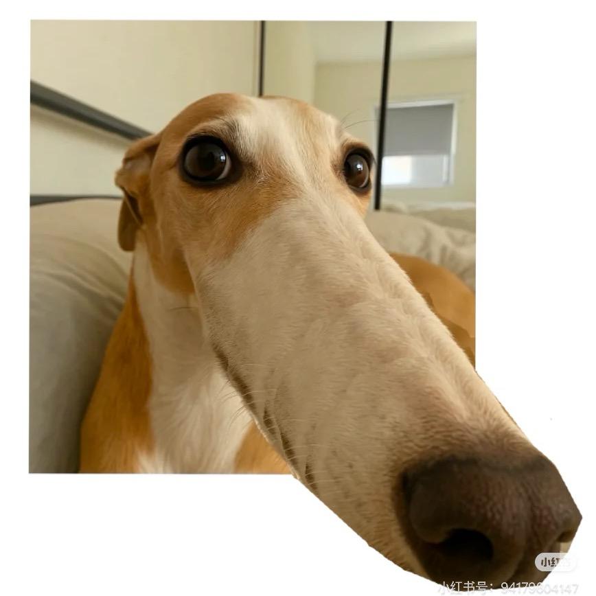 呦呼～