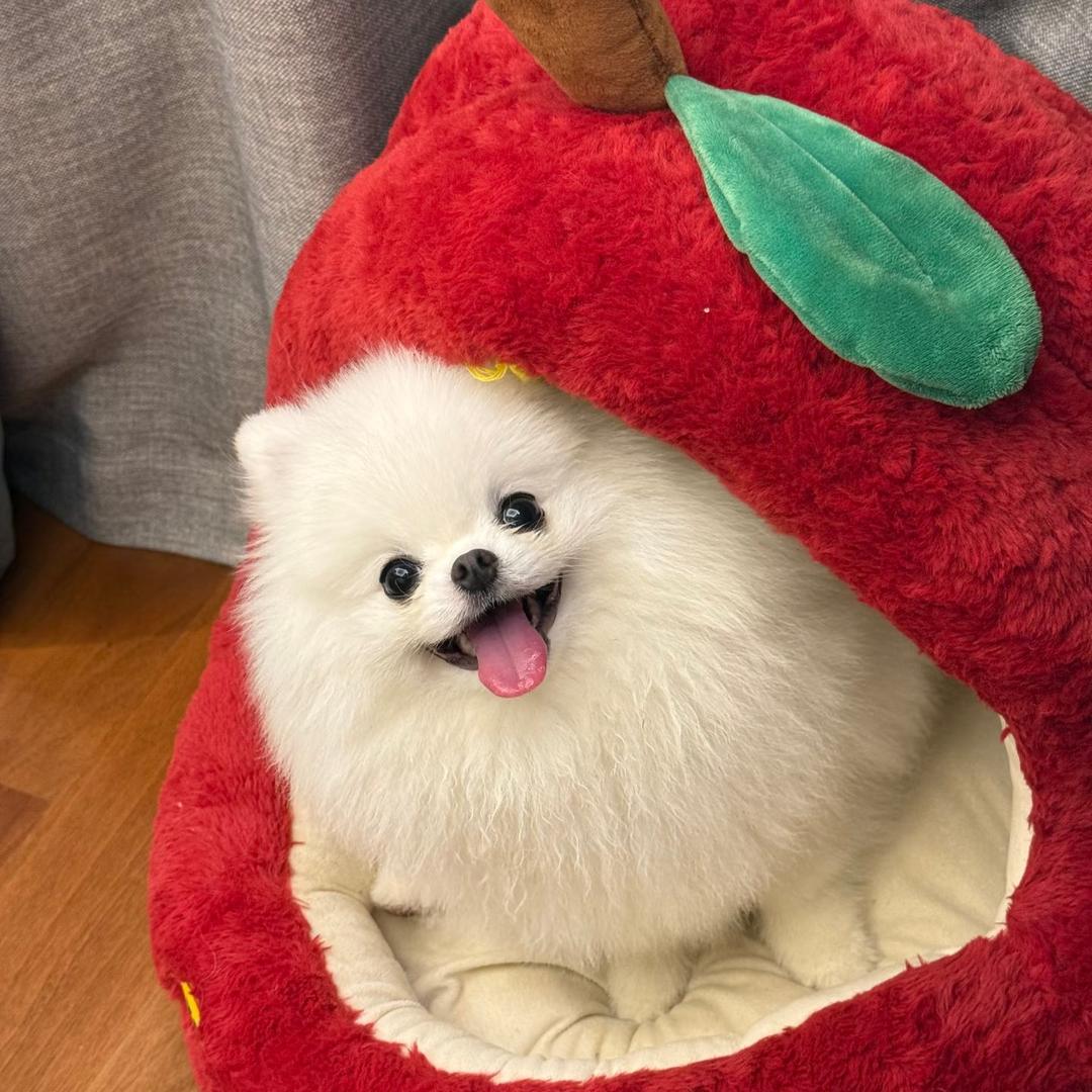 哆啦博美茶杯犬
