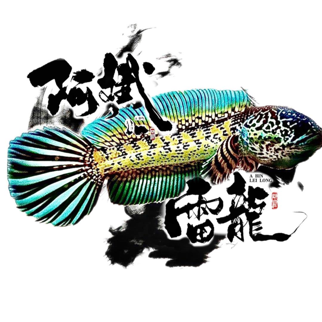 阿斌、雷龙鱼工作室『直播号』