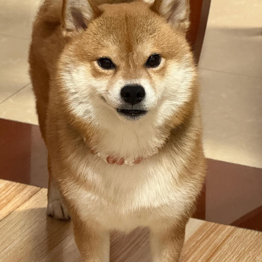 皮姐日常