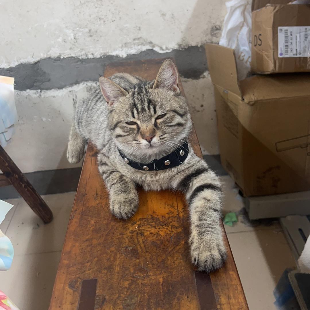 爱吃猫条的喵喵😜
