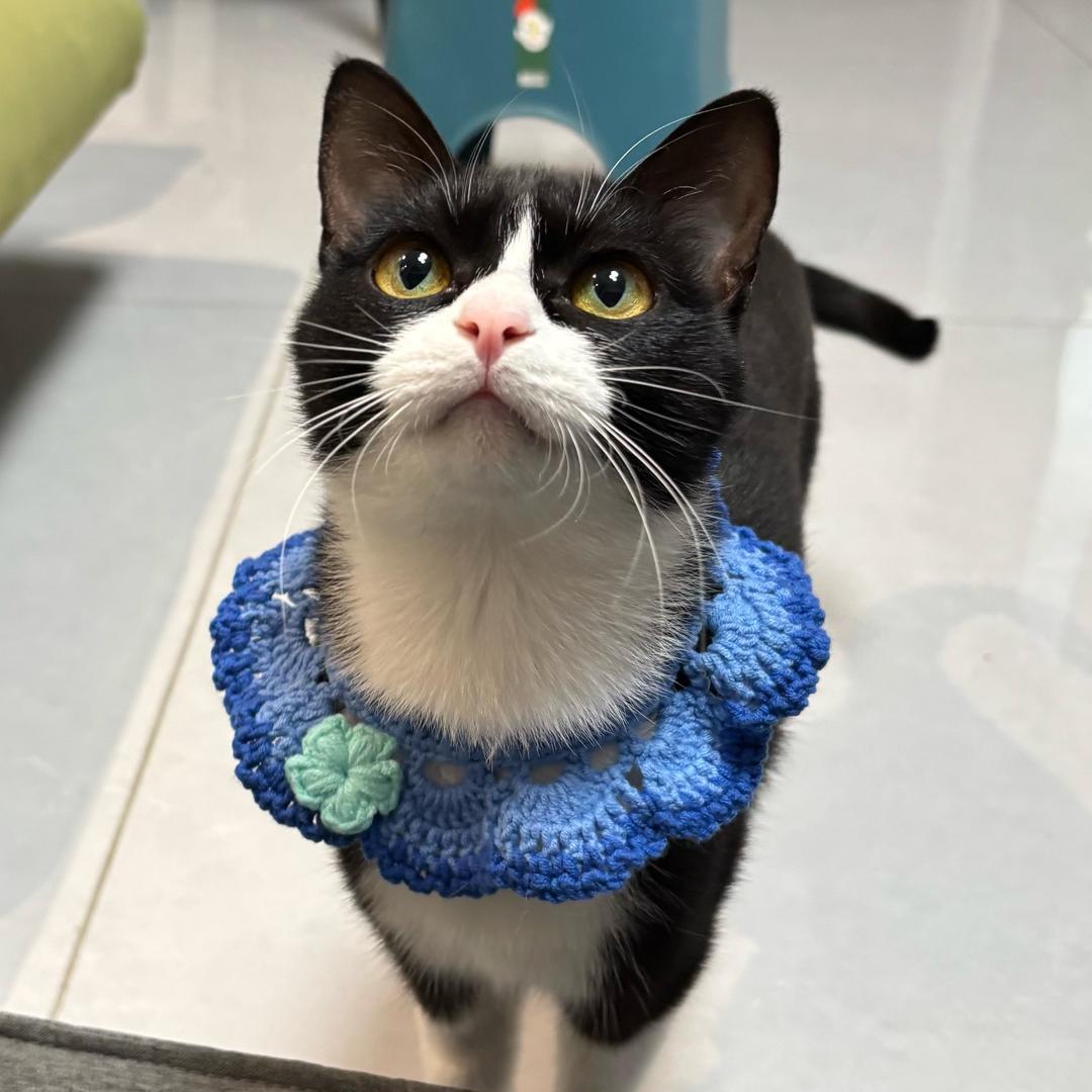 可爱多猫狗围脖钩织