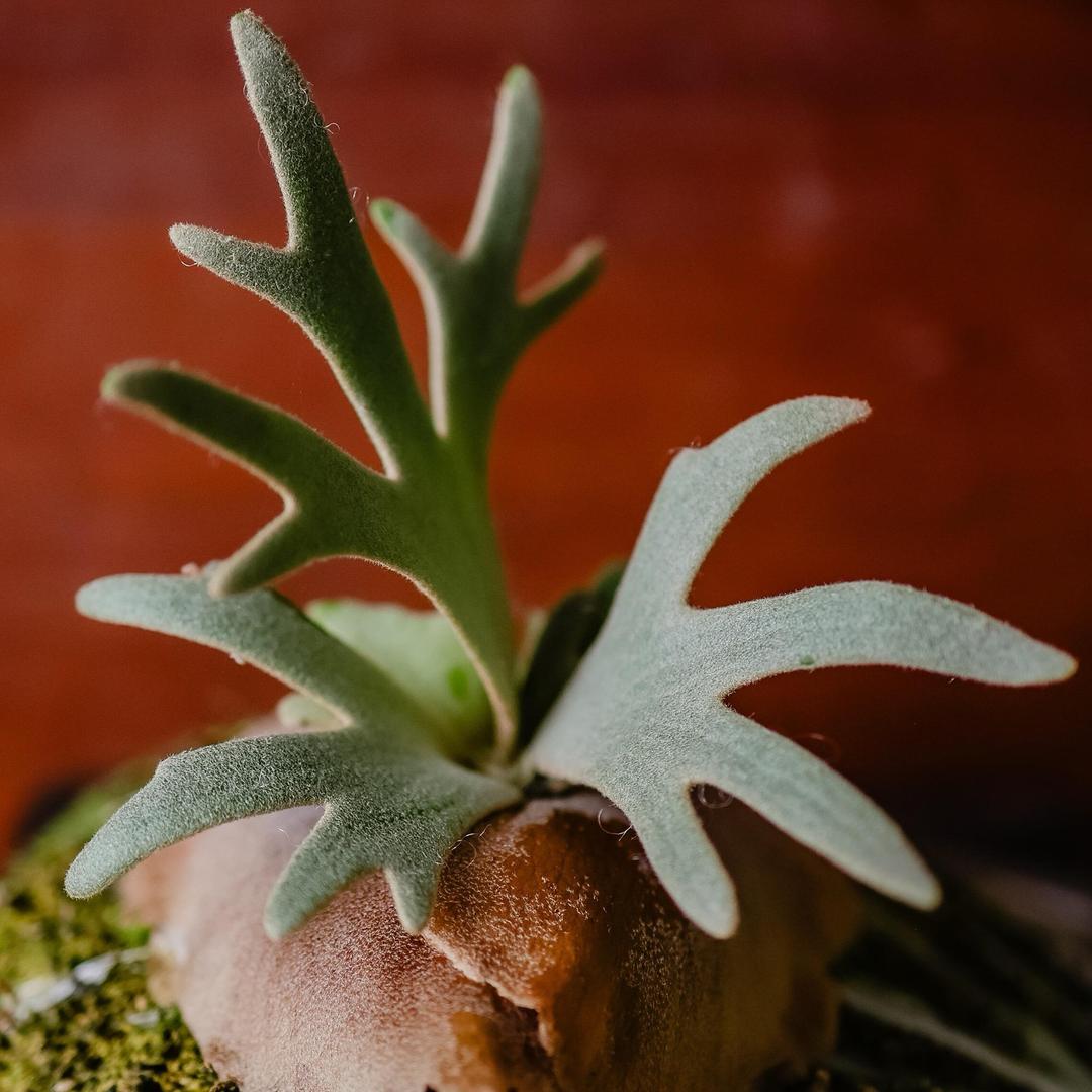 屿浪植物工作室