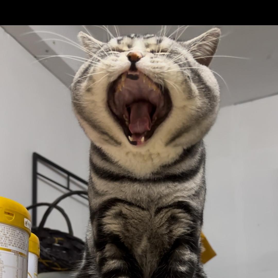 Tiger⚡️泰格🐯