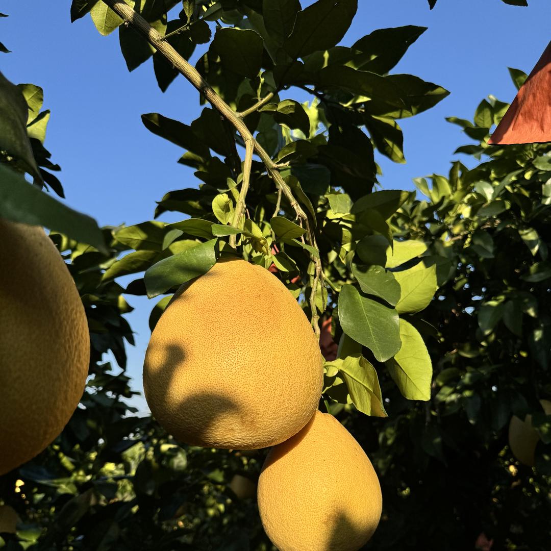 铂毅臻选（谷物先生）