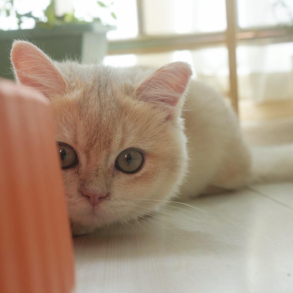 咚咚锵没有聪明毛