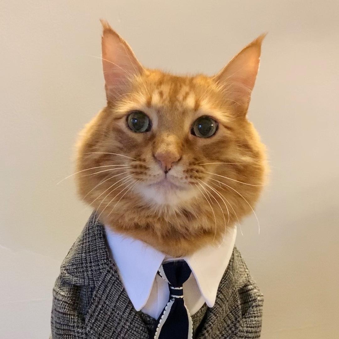 橘哥是只猫