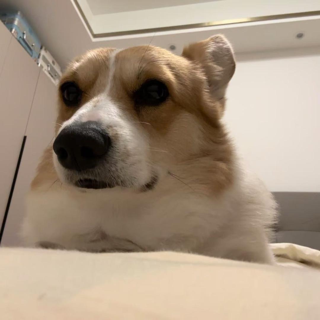 宸沉（三角洲行动）