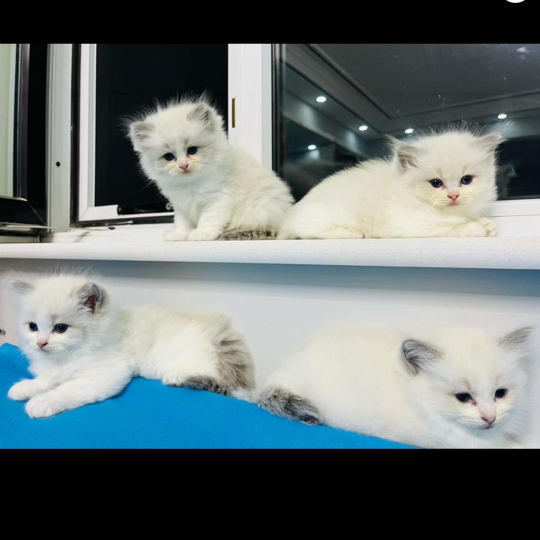 㞮 孞“chu xin”🌹💕