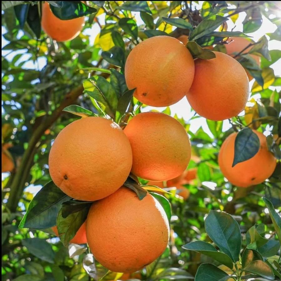 温华鹏丰农产优品小铺