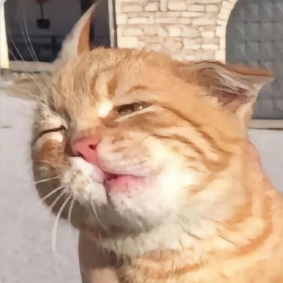 小伊૮꒰˶ฅ́˘ฅ̀˶꒱ა