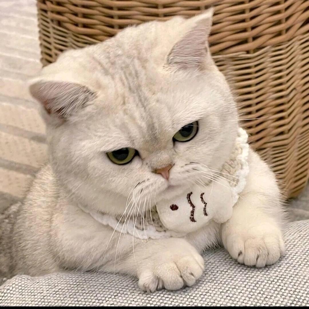 甜心优选