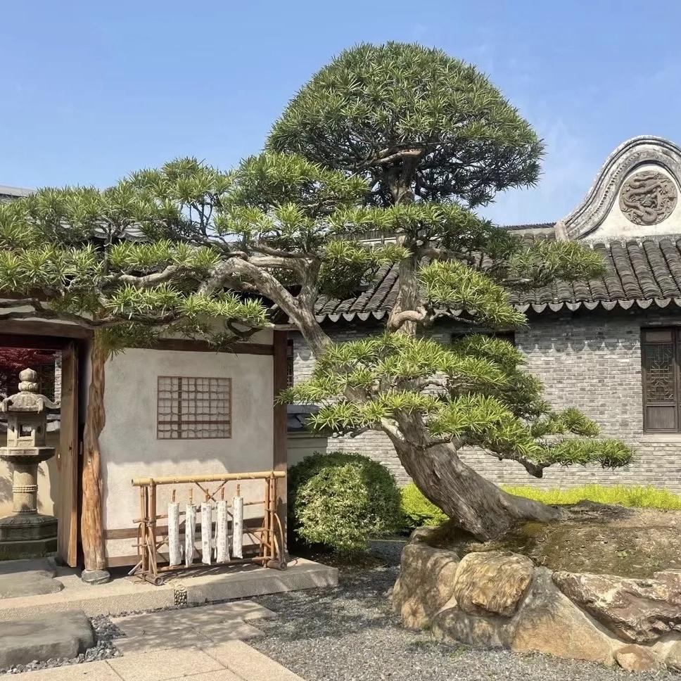 郫县景观造型松