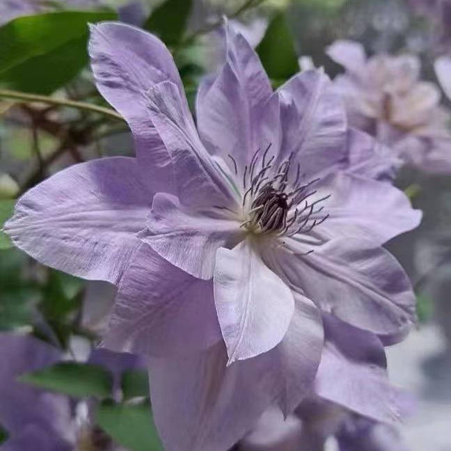 盛世花语花卉种植园