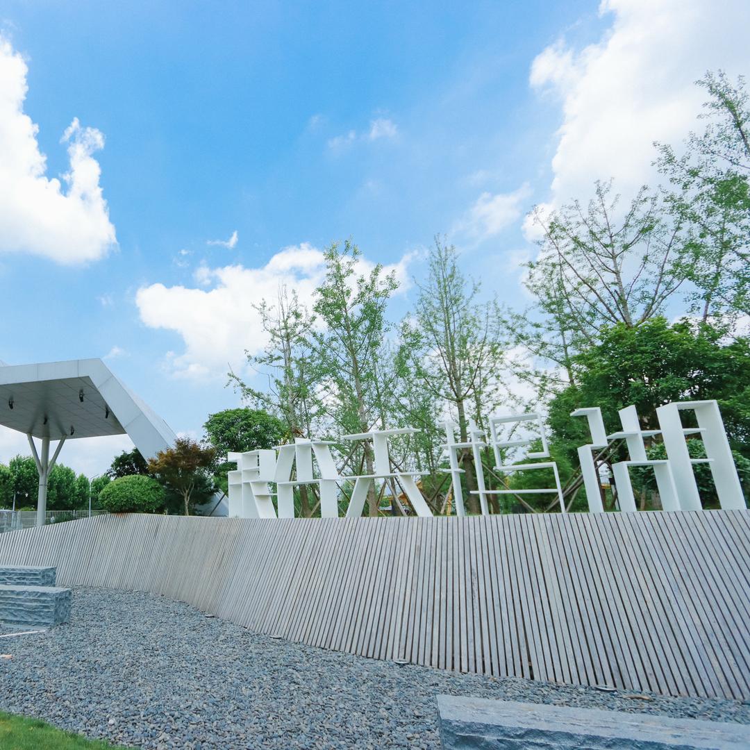 🦢银杏天鹅湖-晚秋